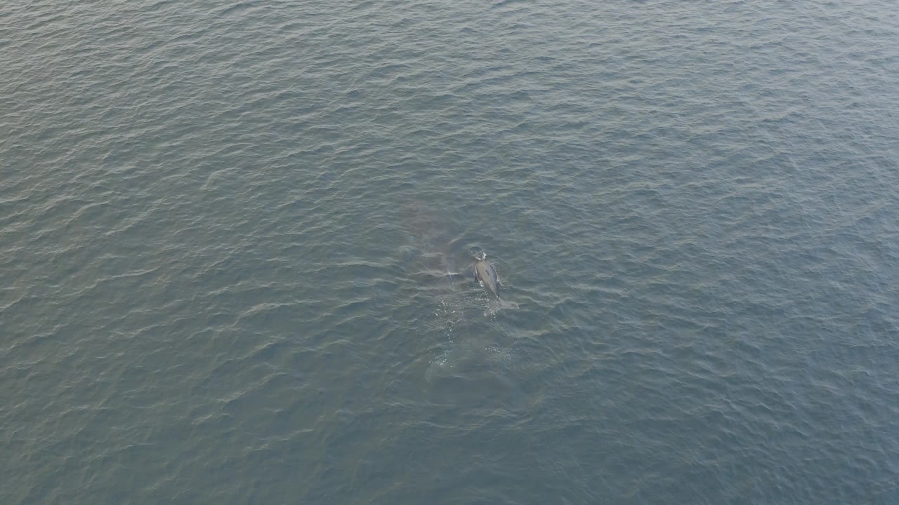 The calf appears close to the adult dolphin beneath blue-green water in Baja California Sur, Mexico, with small bright surface disturbances and no visible people.