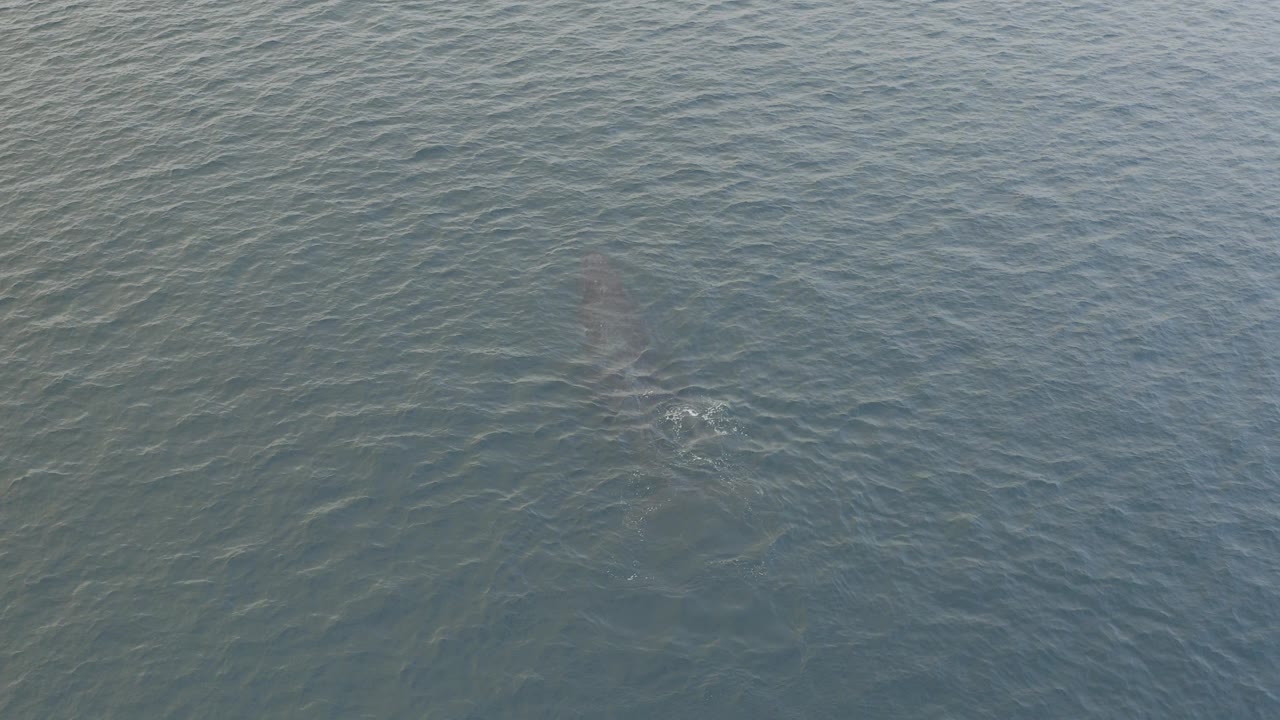 Overhead view in Baja California Sur, Mexico of a dolphin faintly visible under rippled blue-green water near the upper left area, with no visible people.