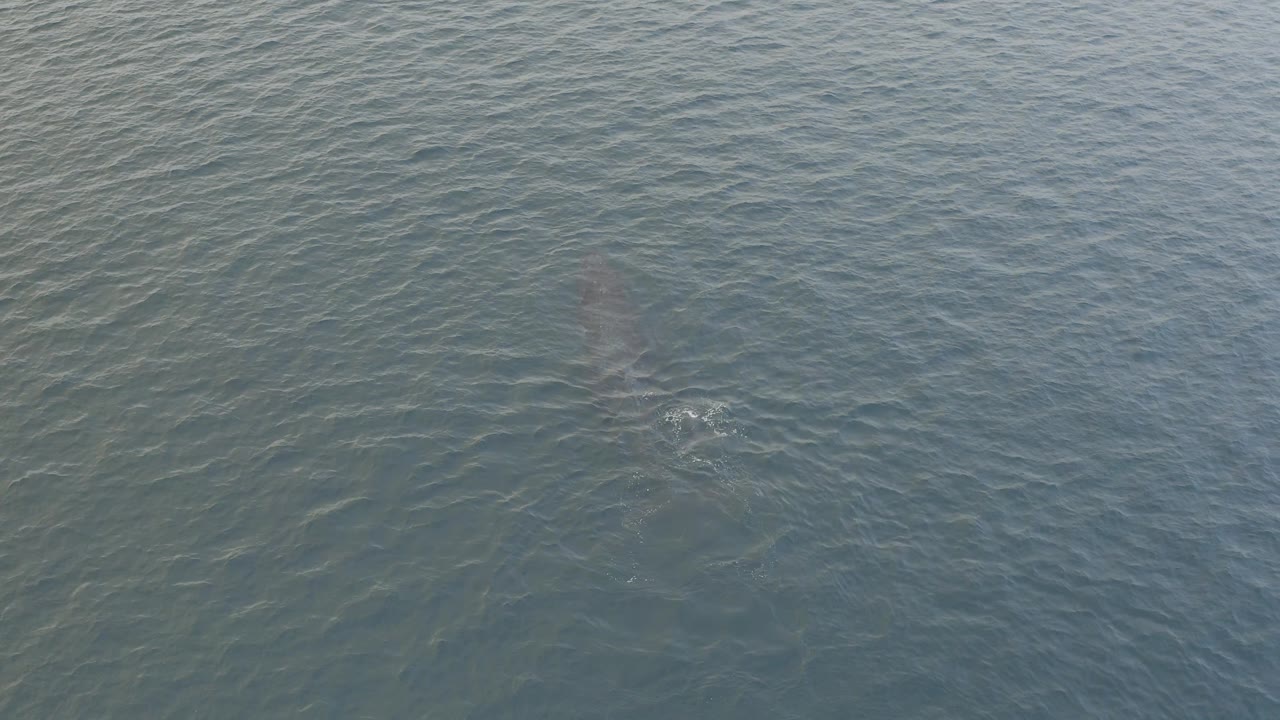 Aerial frame from Baja California Sur, Mexico with the dolphin still under the surface, its outline softened by wave texture and no visible people.