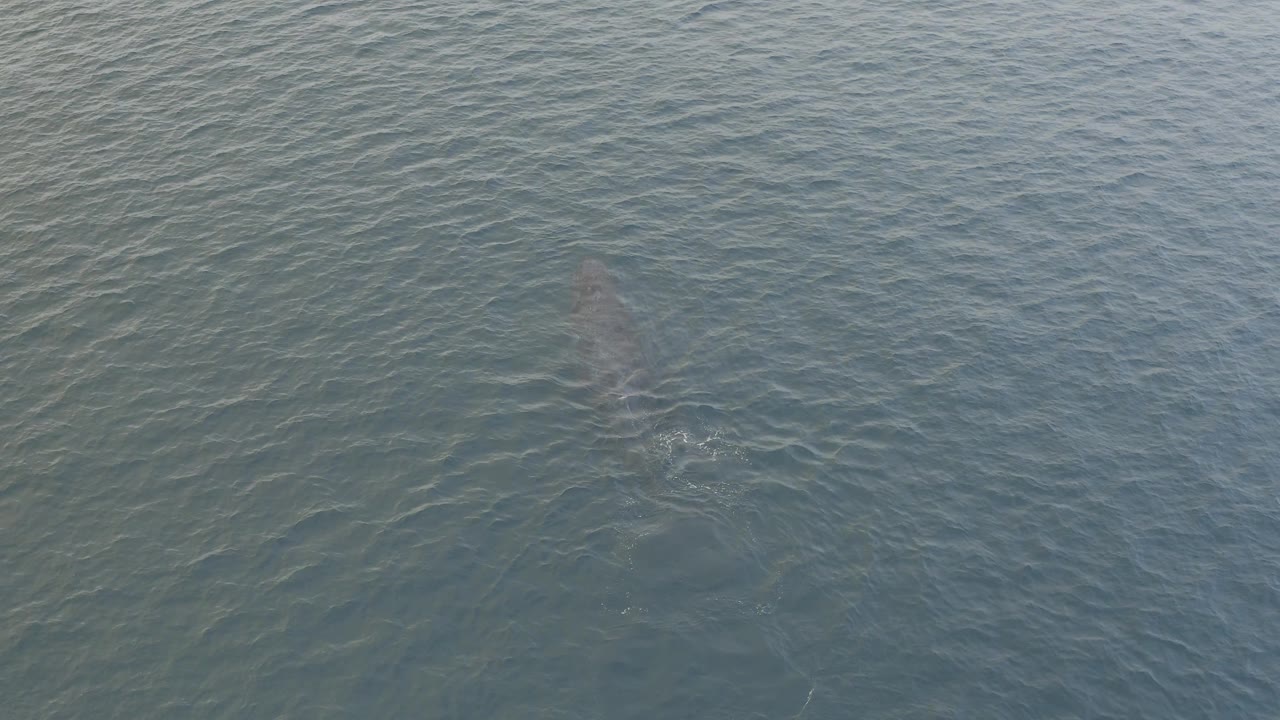 Overhead Baja California Sur ocean view where the dolphin's body is faint beneath the water and a small pale splash appears near the surface, with no visible people.