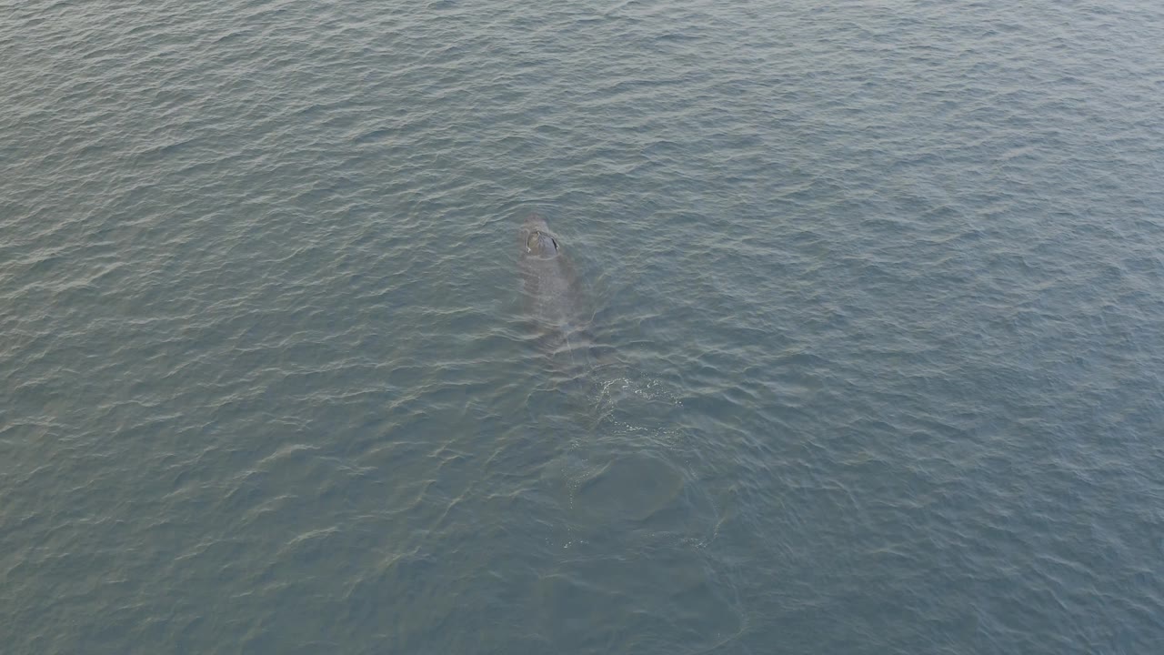Aerial view in Baja California Sur, Mexico with the dolphin closer to the surface on the left side of the frame and a small patch of disturbed water behind it, with no visible people.