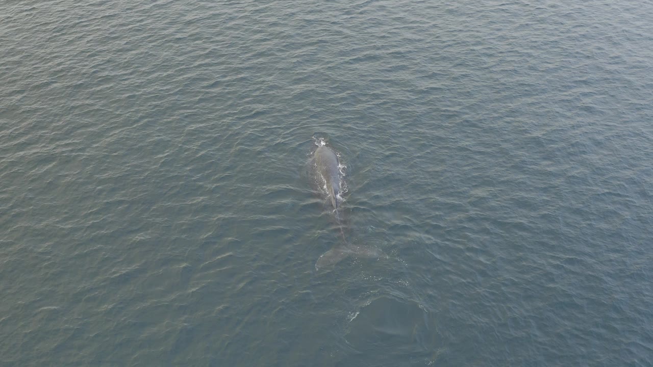 Overhead view of a large whale near the surface in blue-green water in Baja California Sur, Mexico, with faint wake trails and no visible people.