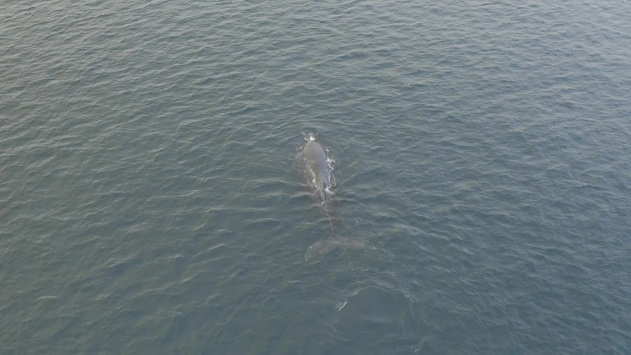 A large whale remains near the surface in open Baja California Sur water, with its upper body breaking the water and no visible people.