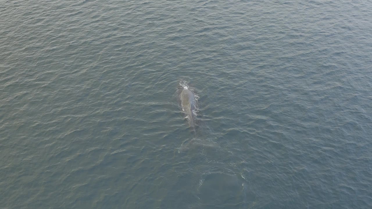 The whale is partly submerged beneath textured blue-green water in Baja California Sur, Mexico, with small surface disturbance above its body and no visible people.