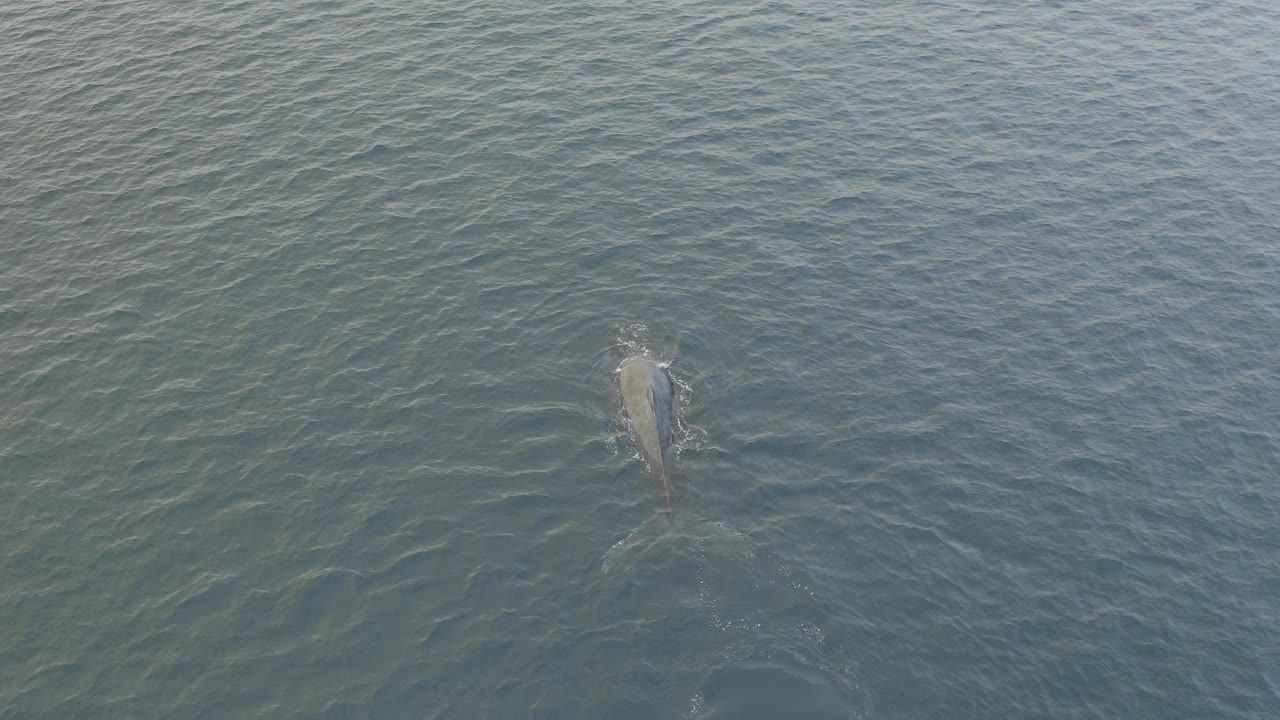 Overhead view of the whale continuing through rippled Baja California Sur ocean water, with its body dimmer under the surface and no visible people.
