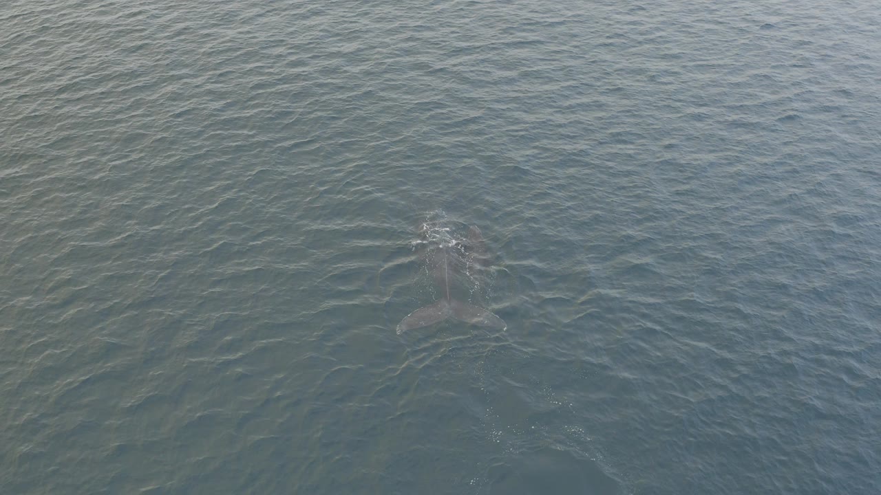 Overhead view of a whale faintly visible beneath rippled green-blue water in Baja California Sur, Mexico, with no visible people.