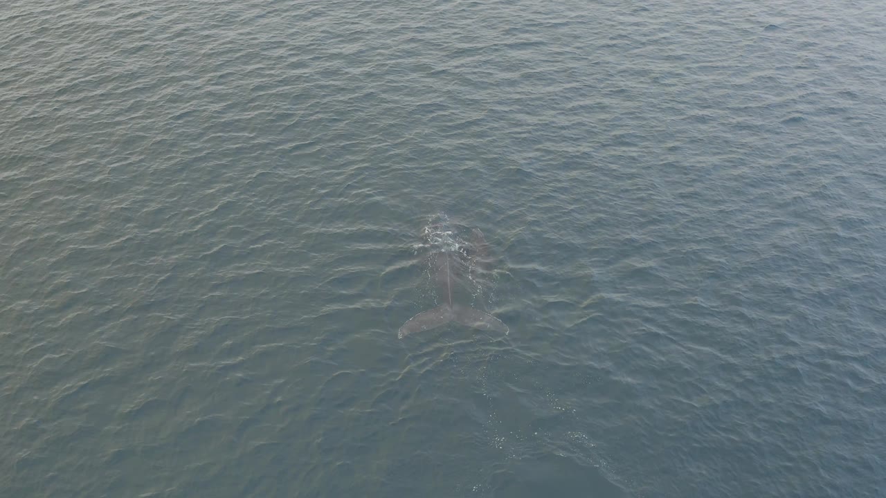 Whale beneath the water with a small surface disturbance above it.