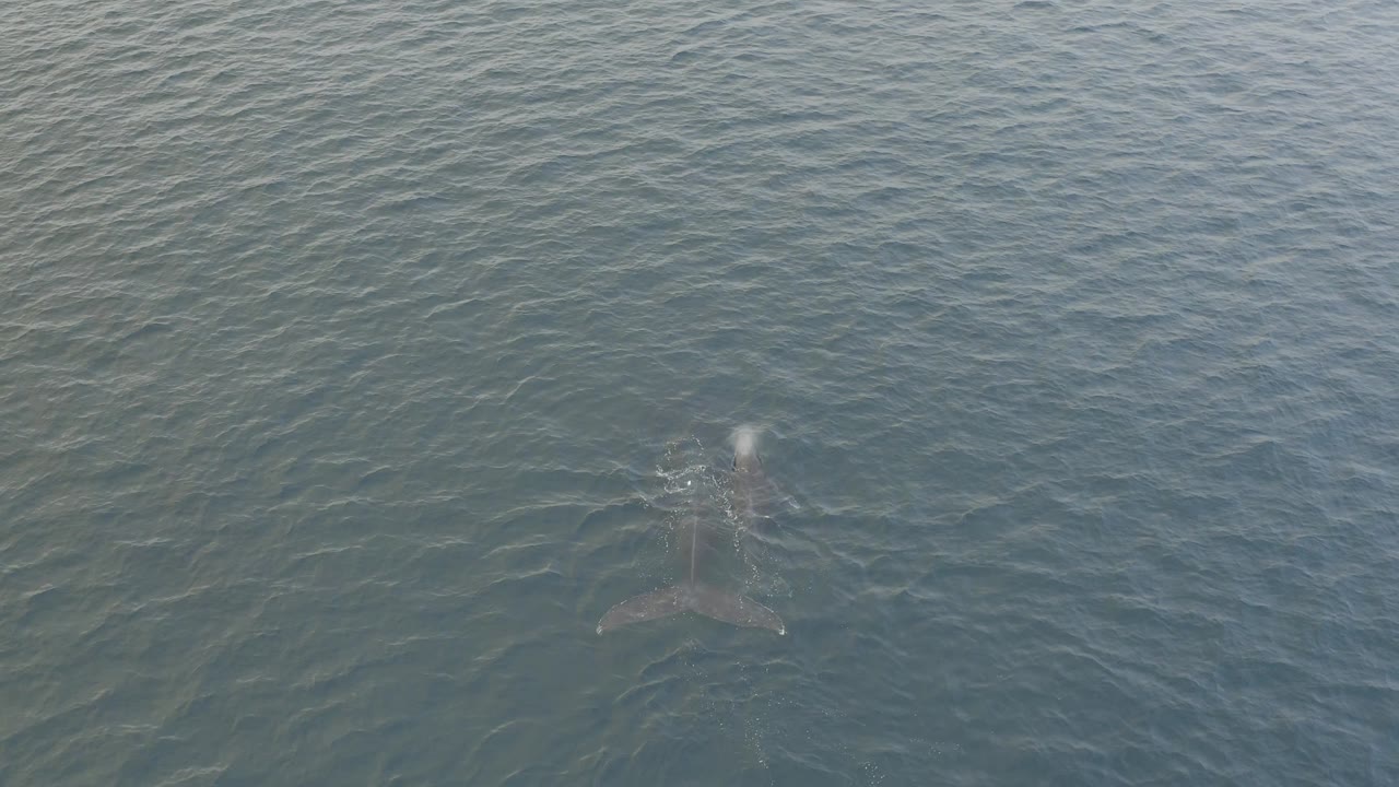 The whale surfaces in the Baja California Sur ocean and expels a white burst of air and spray, with no visible people in the aerial frame.