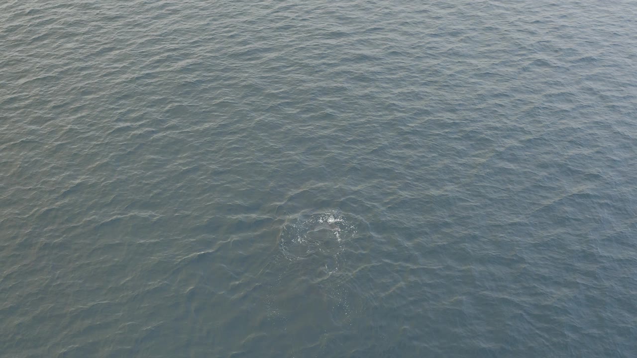 Overhead view of blue-green ocean in Baja California Sur, Mexico, with a faint whale form below the surface near a small white ripple and no visible people.