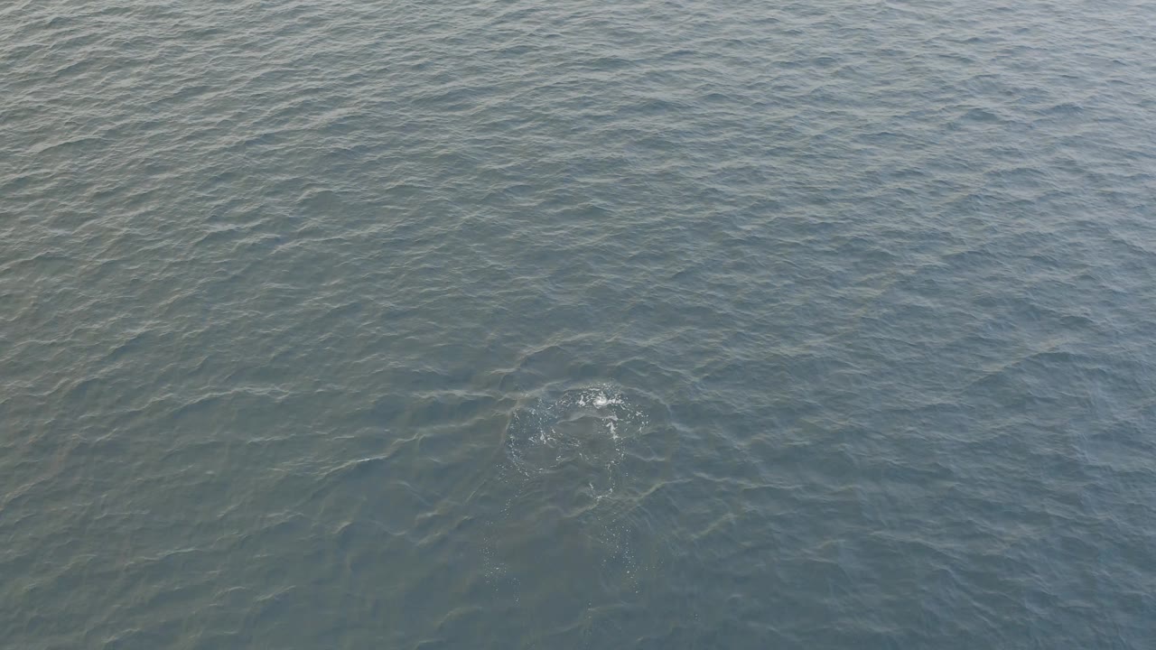 Rippled ocean surface with a small bright disturbance above a submerged whale.
