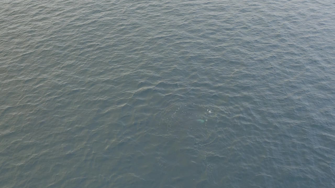 Aerial frame over blue green sea in Baja California Sur, Mexico, showing wind-textured ripples and small white marks where fish disturb the surface, no visible people.