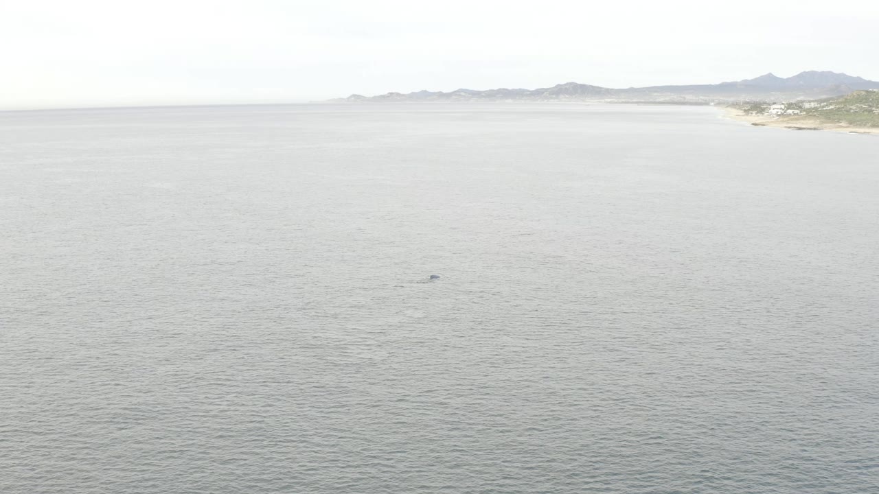 One second in, the aerial frame keeps the Baja California Sur shore high in the background while the small dark whale shape sits in the open water below, with no visible people.