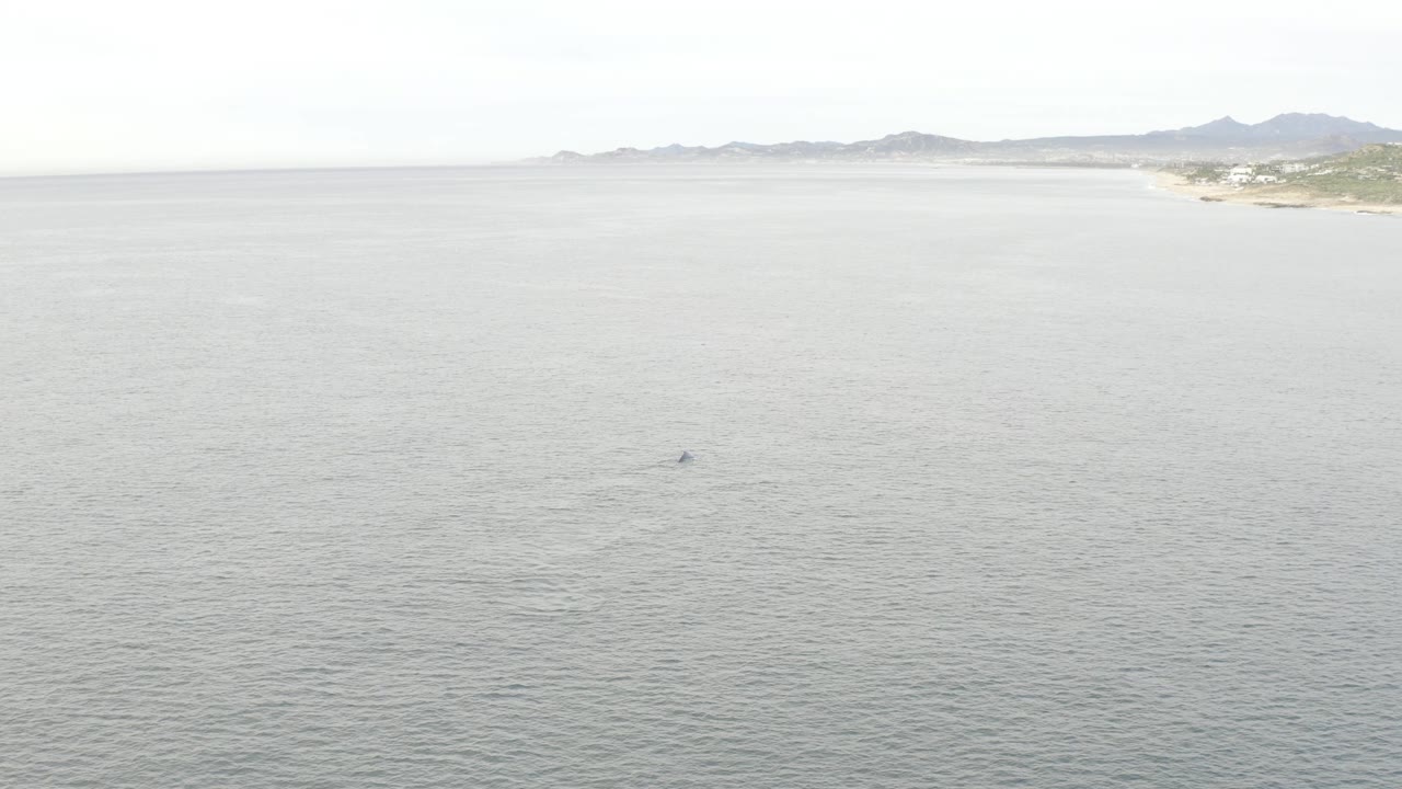 At 0:02, gray-blue water dominates the aerial composition, with the Baja California Sur coast along the upper edge and a small dark whale shape visible offshore, with no visible people.