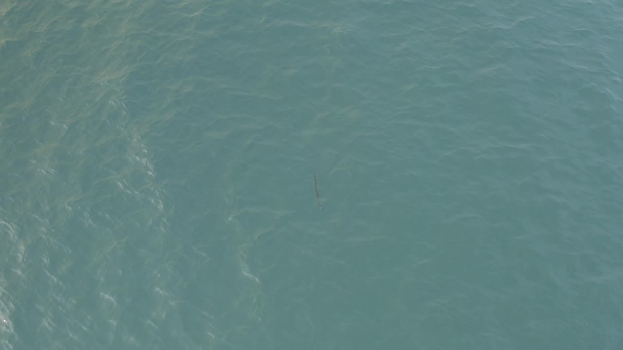 Overhead green ocean surface in Baja California Sur with mottled wave texture, a small dark needle-like form, and no visible people.