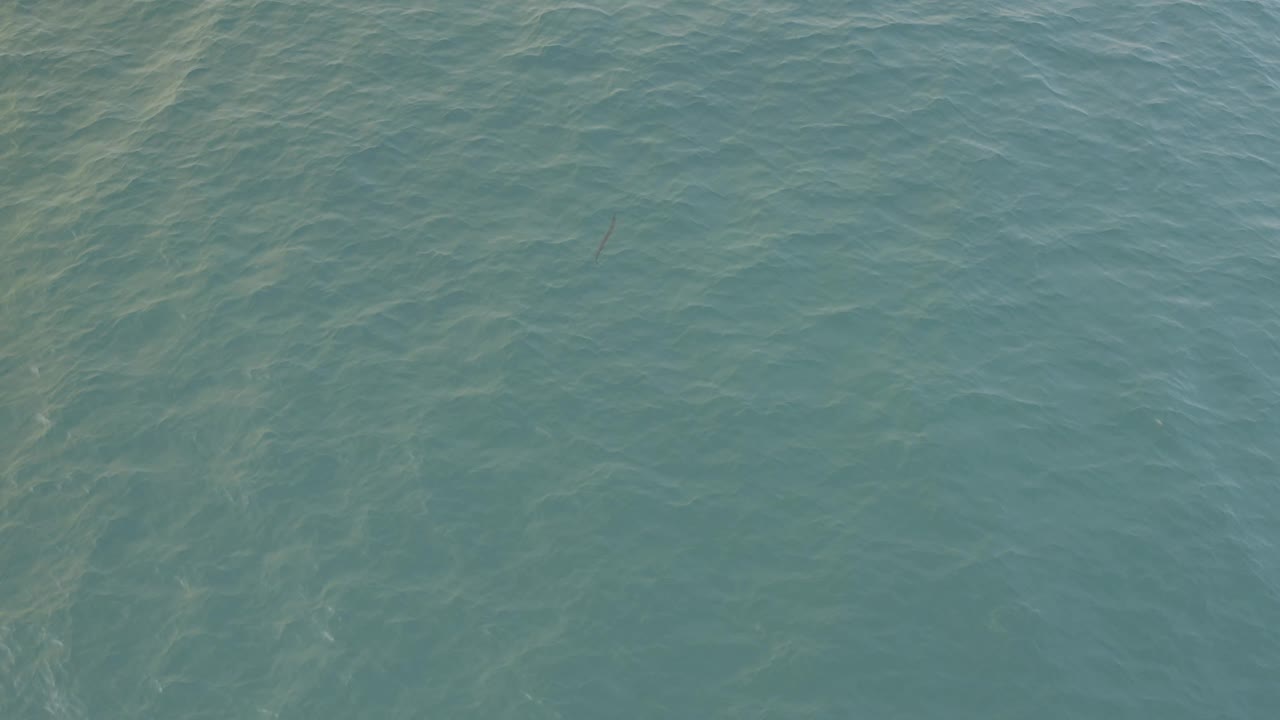 High-angle Baja California Sur water frame showing ripples and a narrow dark needlefish-like shape near the surface, with no visible people.
