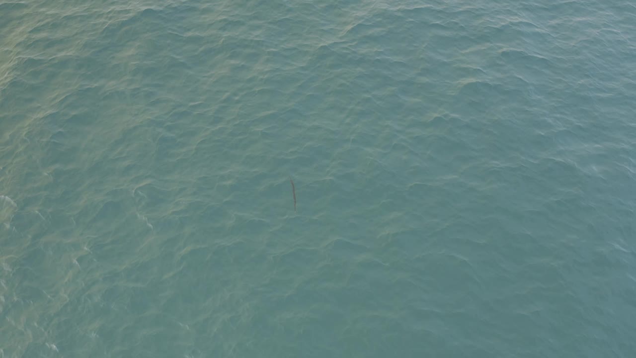 Overhead view of blue-green ocean water in Baja California Sur, Mexico, with a small dark creature faintly visible near the center and no visible people.