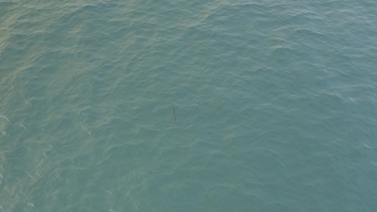 Blue-green Baja California Sur ocean fills the frame as a thin dark creature sits slightly below center amid soft surface ripples and no visible people.