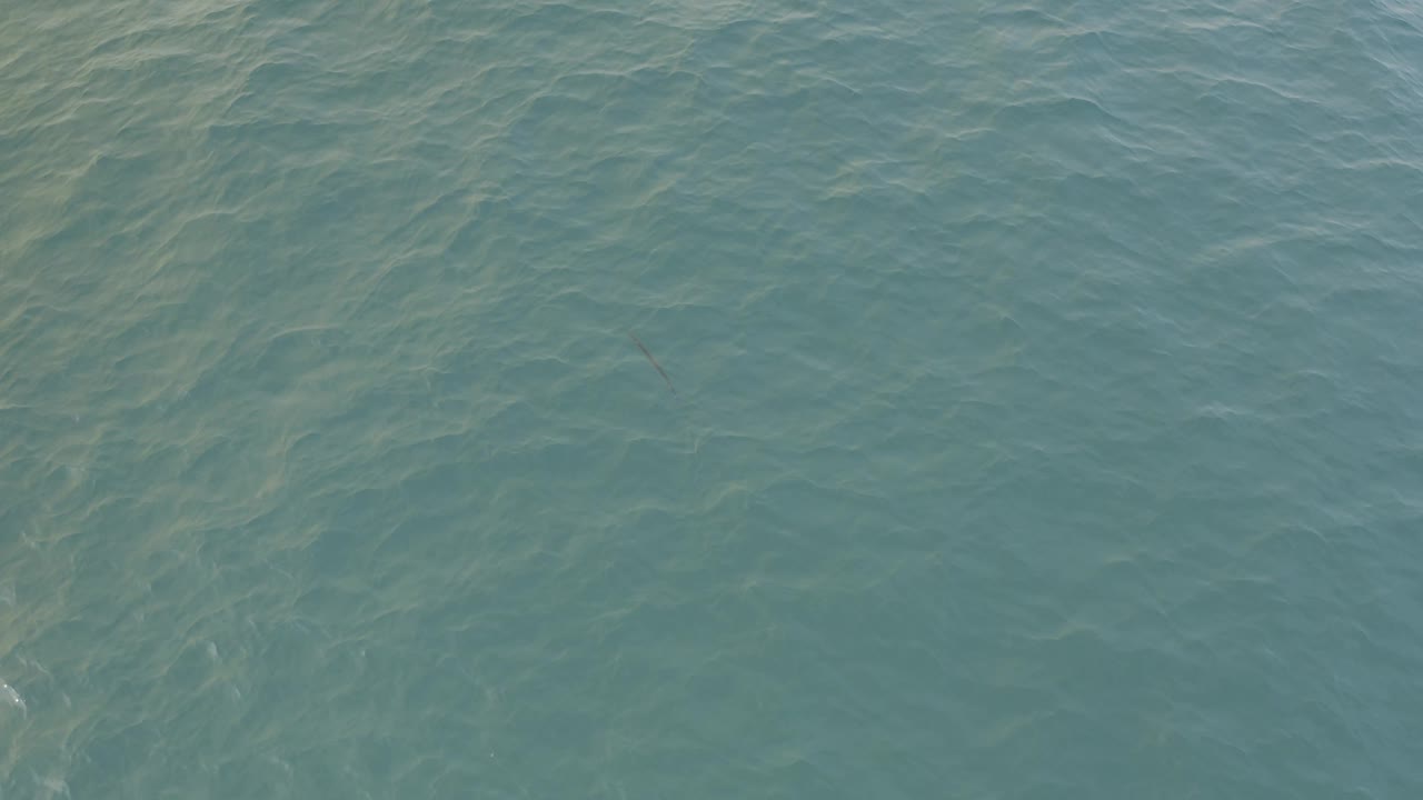 Blue ocean surface with a small dark creature low in frame.
