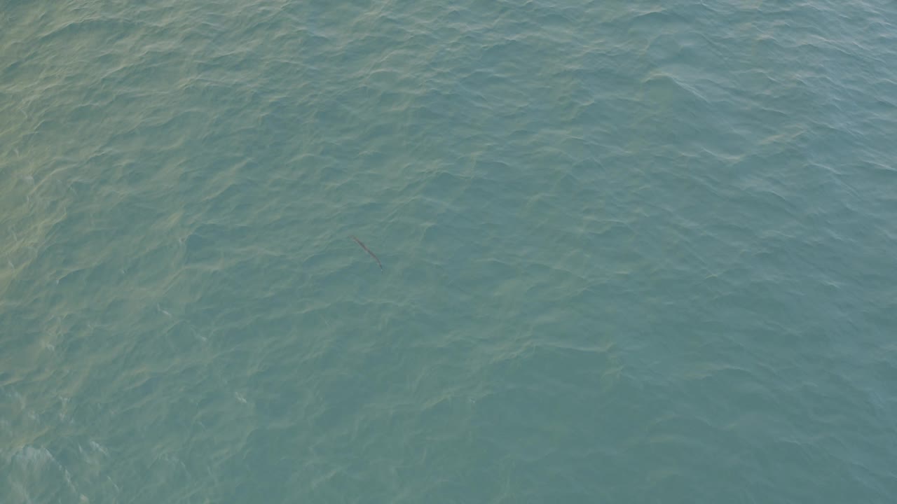 Opening frame of blue-green water in Baja California Sur Mexico with light ripples and a faint slender fish shape under the surface, no visible people.