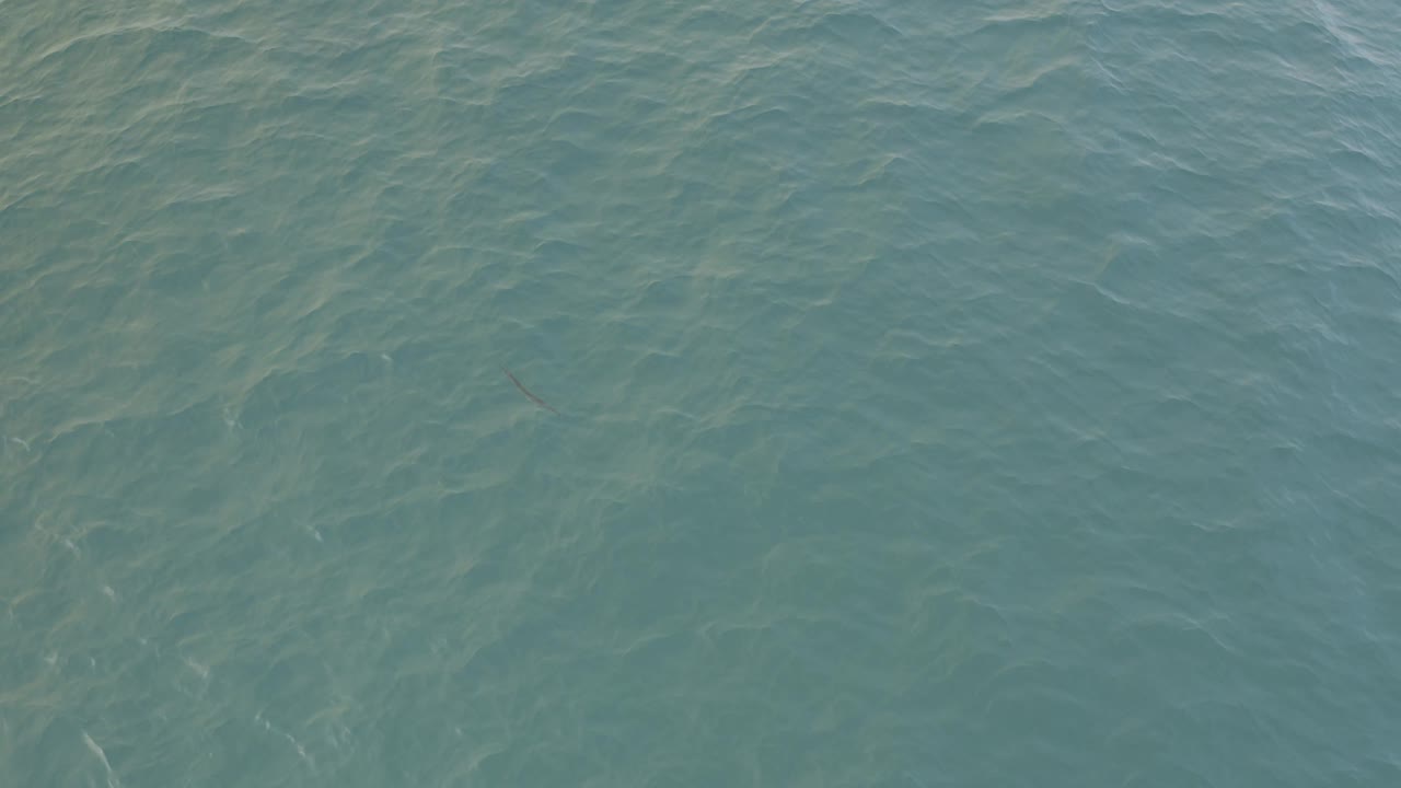 Third frame presents choppy turquoise water in Baja California Sur Mexico with the faint thin fish shape near the center area and no visible shoreline or people.