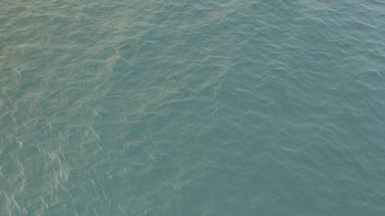 Blue-green ocean water with soft ripples and pale underwater texture.