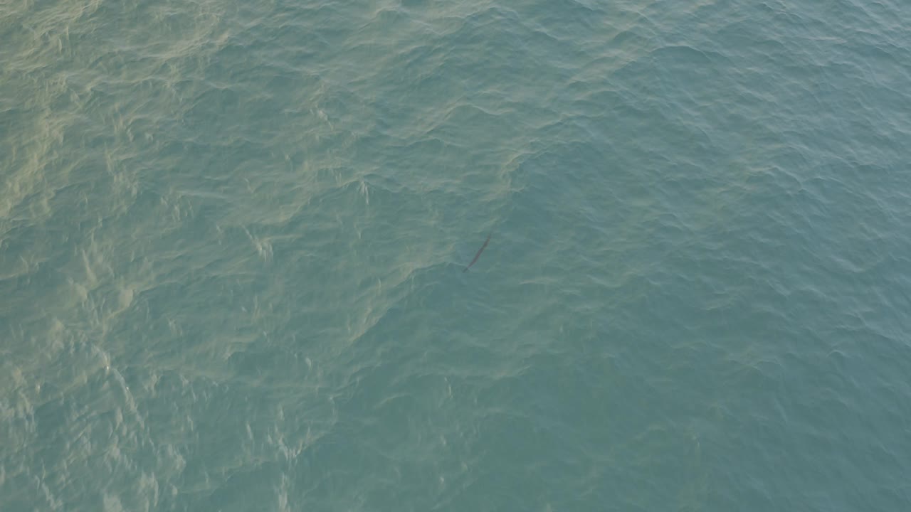 Blue-green ocean surface with soft ripples and sun streaks.