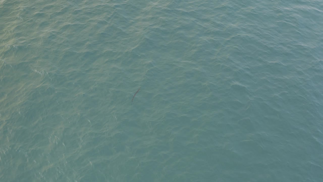 Blue-green ocean surface with ripples and a small dark fish shape.