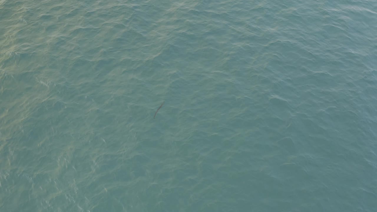Overhead Baja California Sur ocean frame with turquoise ripples, pale current-like streaks, a faint slender fish shape slightly left of center, and no visible people.