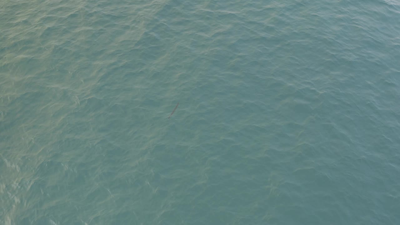 Blue-green water in Baja California Sur fills the frame, with diagonal surface ripples, a small dark fish mark right of center, and no visible people.