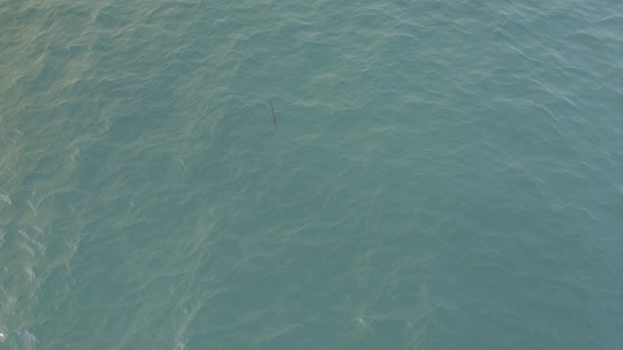 Near-vertical view of turquoise sea in Baja California Sur, with faint surface ripples and a small dark slender shape near the upper center, no visible people.