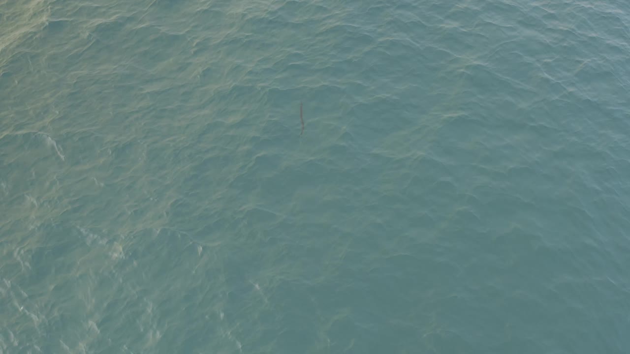 Blue-green water surface with faint wave patterns.