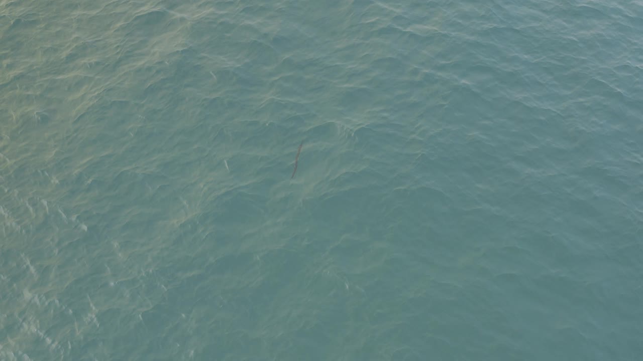 Green-blue ocean water with ripples and a small dark fish shape below the surface.