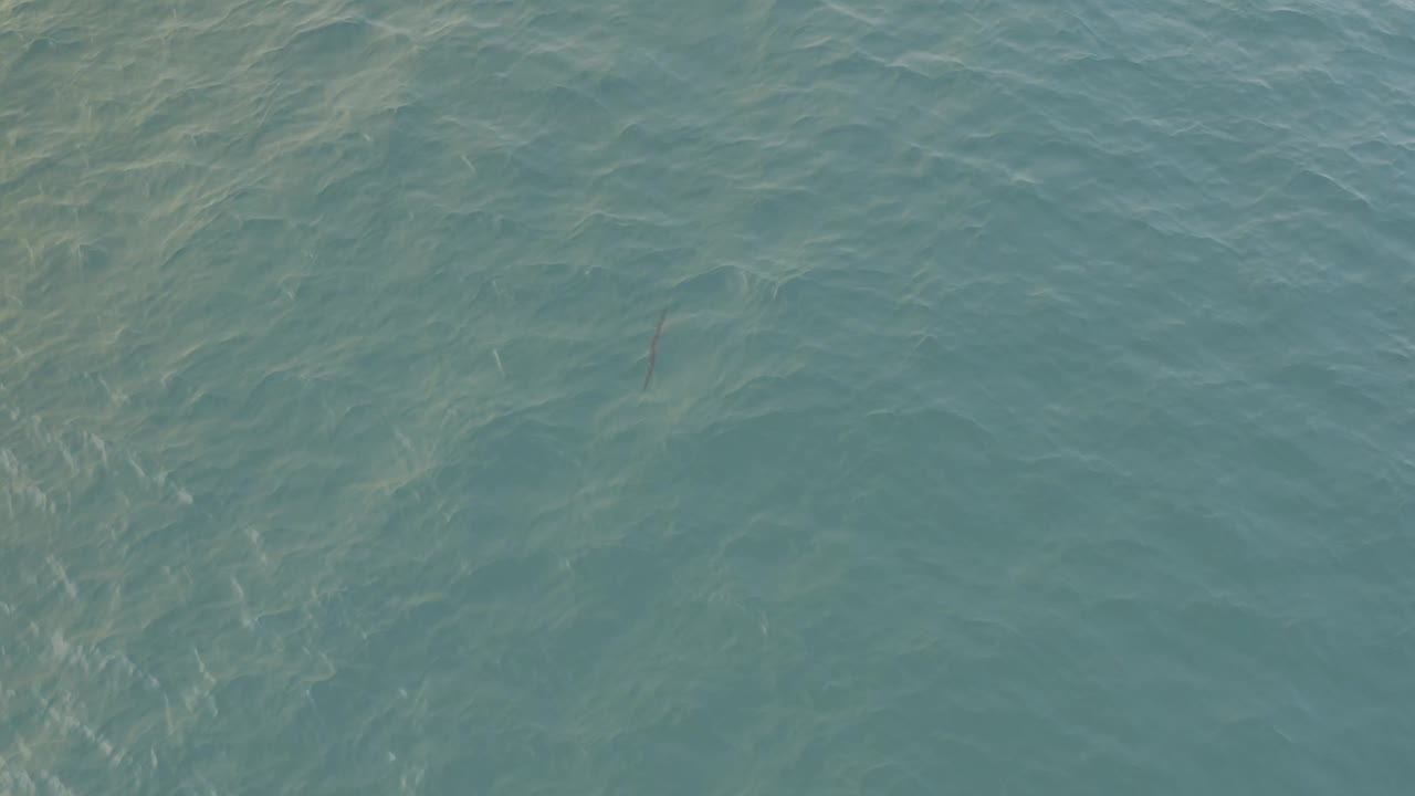 Clear green-blue water in Baja California Sur, Mexico, fills the frame as surface ripples pass over a narrow dark underwater shape near the upper center, no visible people.