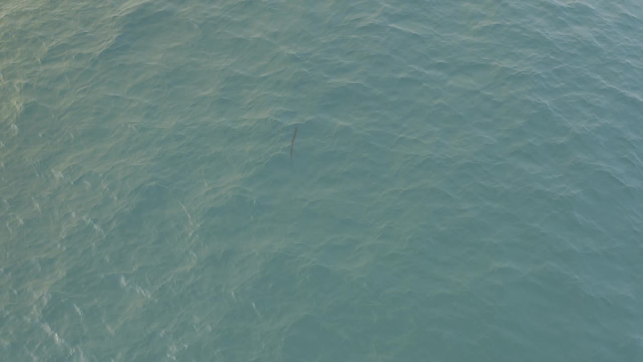 A downward-looking frame of Baja California Sur water shows soft green-blue color, wavering highlights, and a faint dark fish-like mark just below the surface, no visible people.