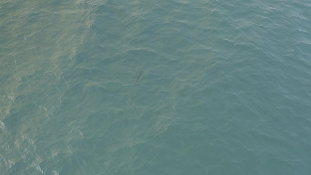 Blue-green water in Baja California Sur shows pale sunlit ripples and a faint slender fish under the surface near the left side, with no visible people.