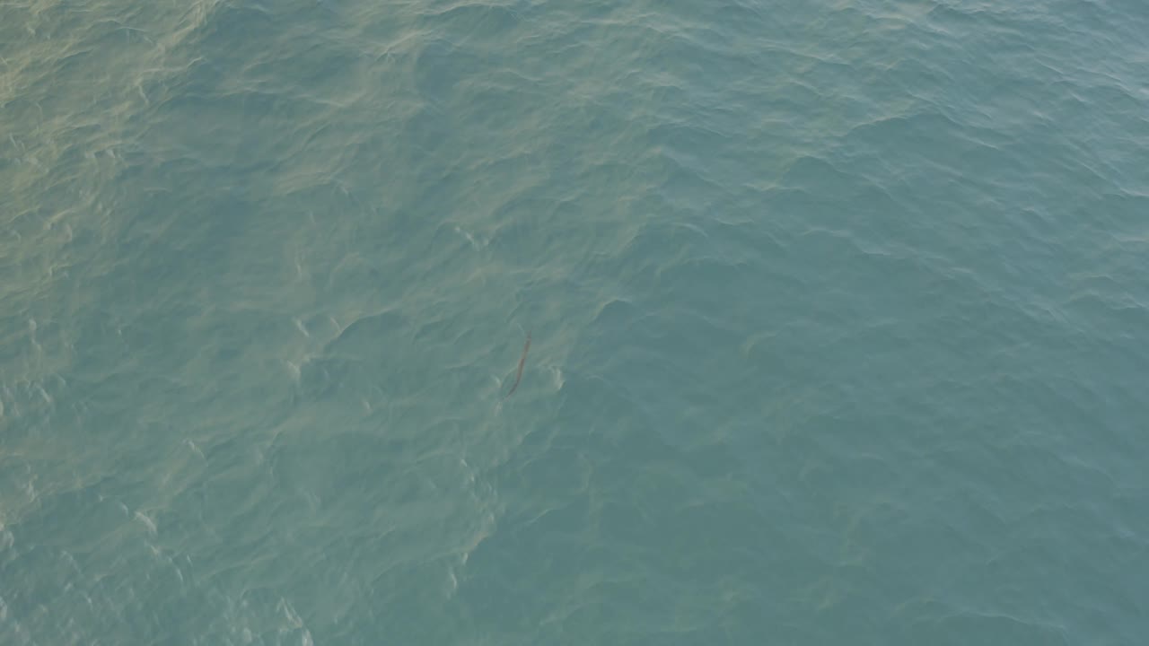 Rippled blue-green sea in Baja California Sur fills the frame as a slender fish appears below the surface toward the right half, with no visible people.
