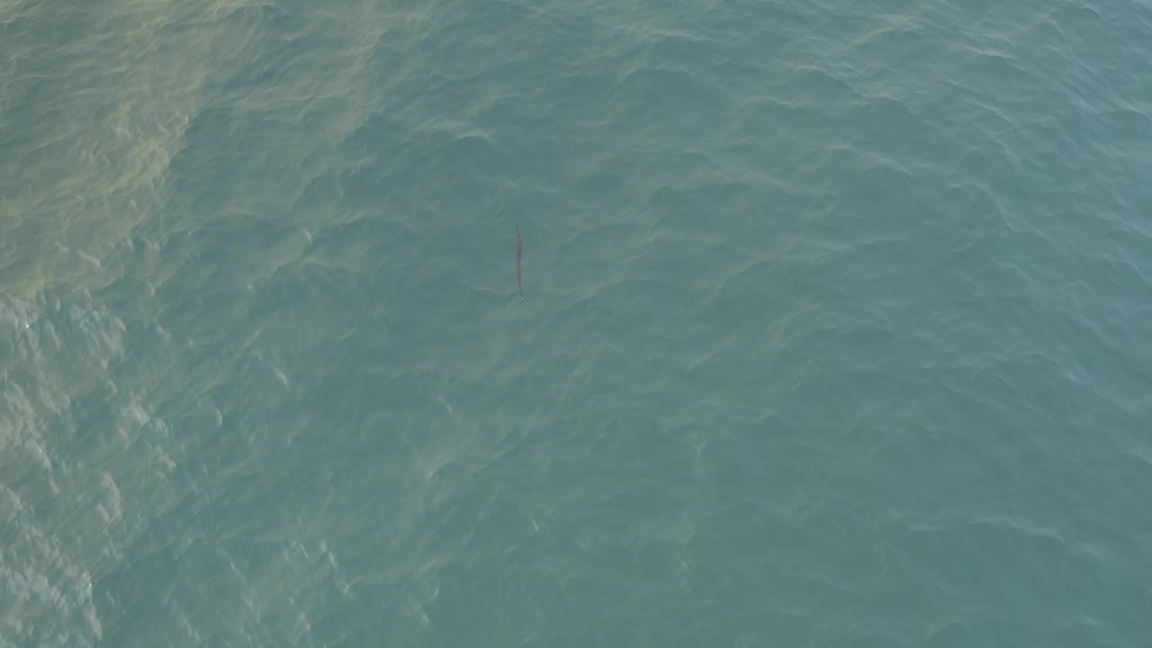 Clear blue-green water in Baja California Sur shows wavering sunlight and a small dark fish lower in the frame, with no visible people or boats.
