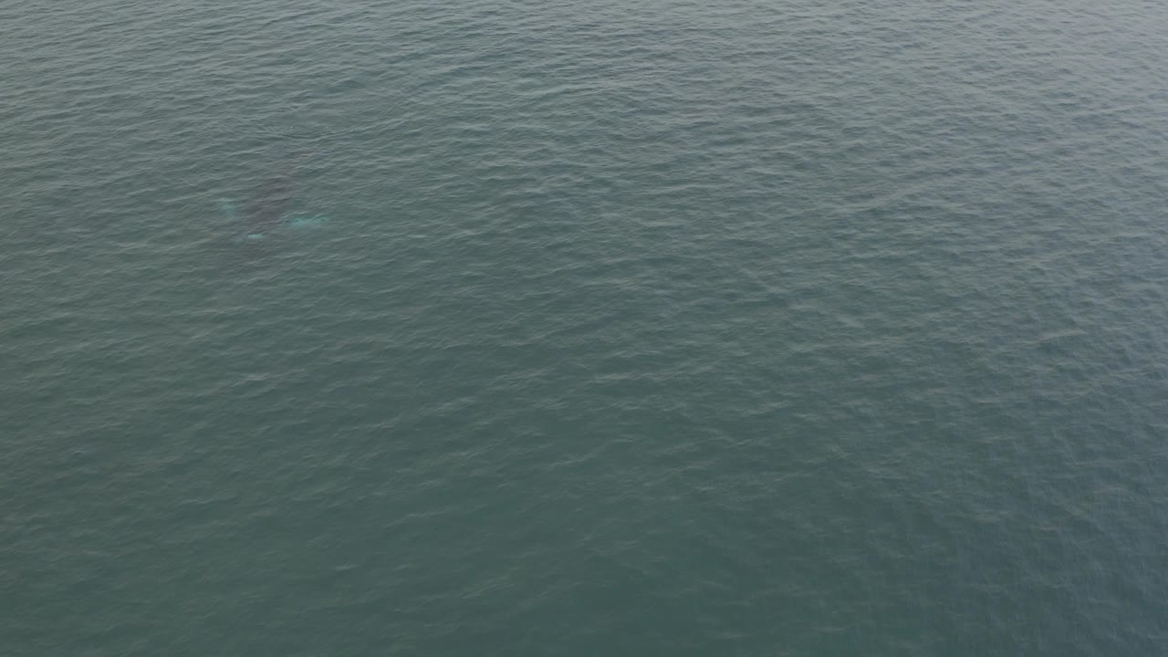 High overhead view in Baja California Sur, Mexico, showing textured blue-green water and a small pale turquoise highlight where the submerged whale is closest to the surface, with no visible people.