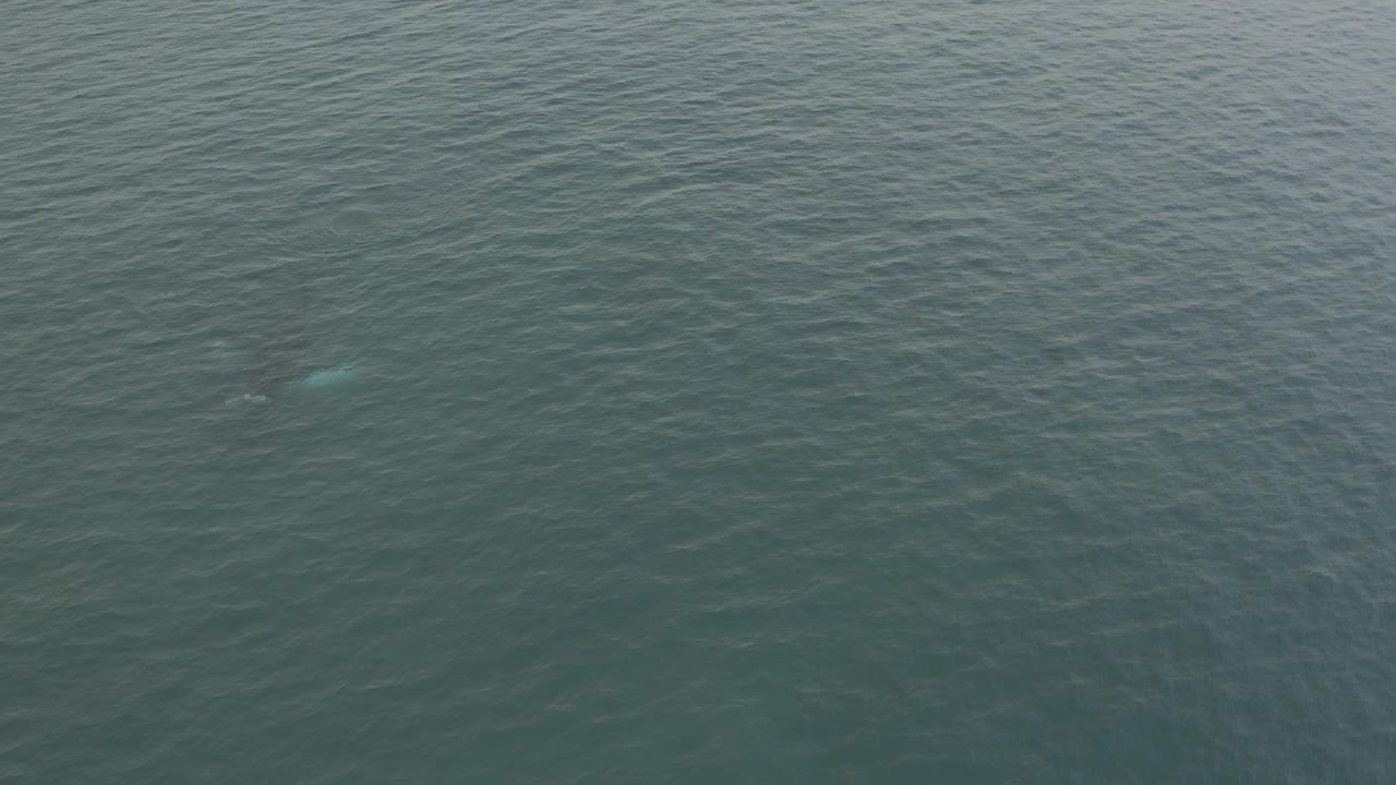 Aerial ocean frame with the whale more visible beneath the water.