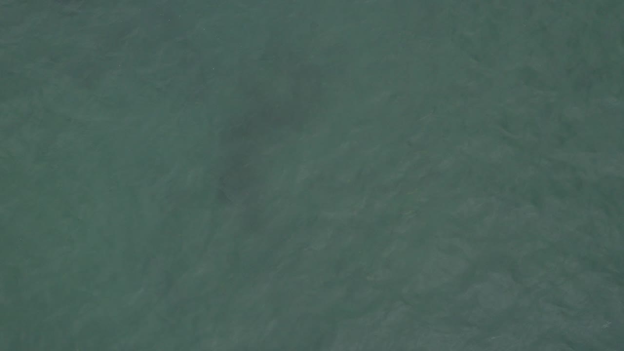 Dark green ocean water with faint ripples filling the frame.