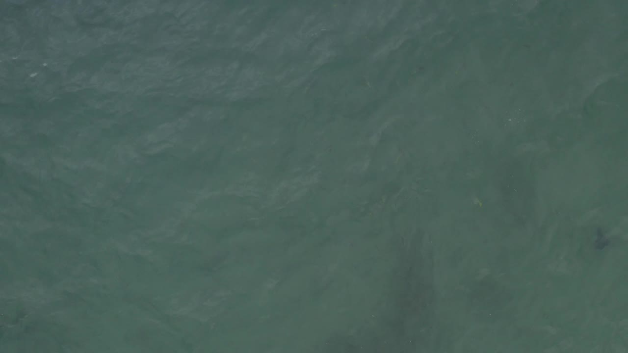 Green coastal water seen from above in Baja California Sur, with a small dark silhouette beneath the rippled surface and no visible people.