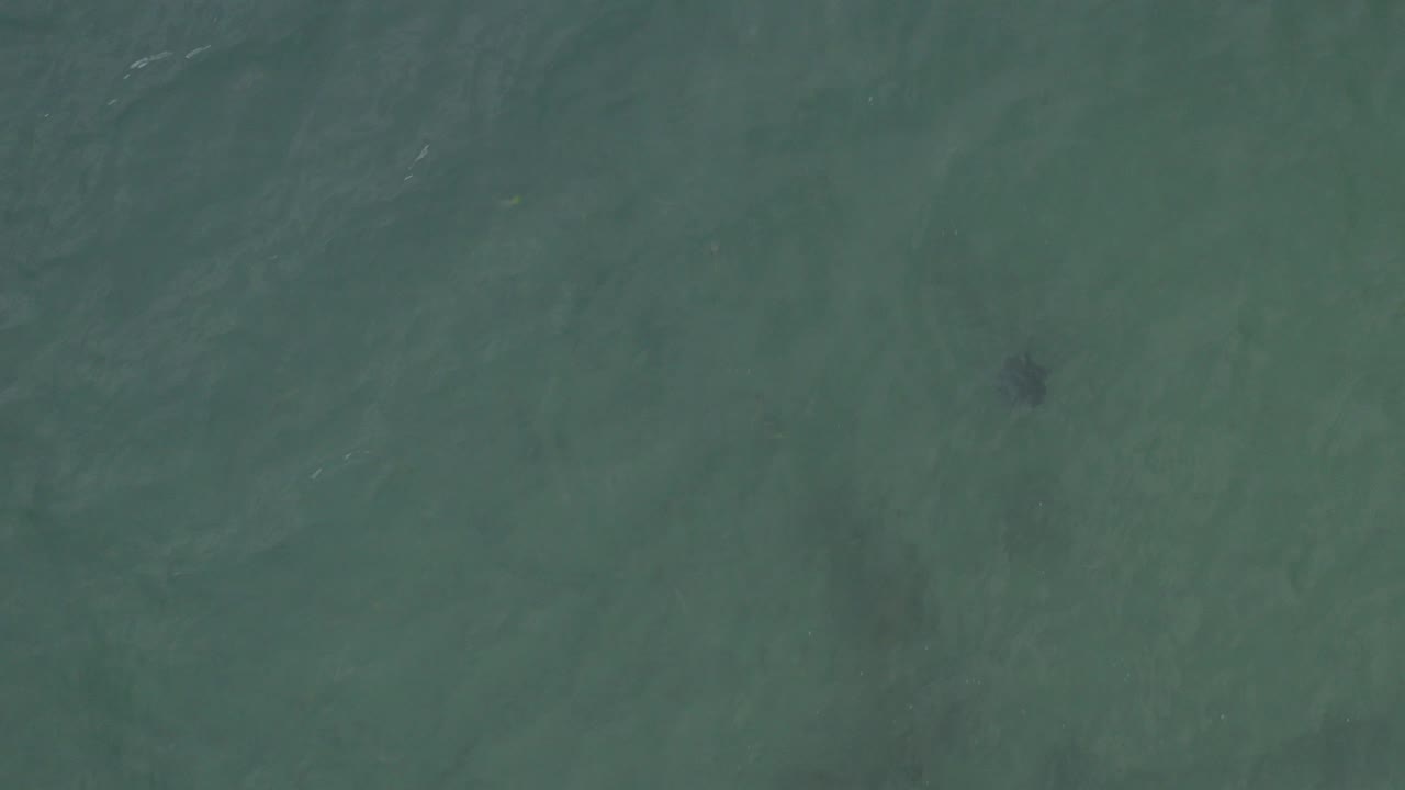 Top-down green-blue ocean with a small dark animal shape beneath ripples.