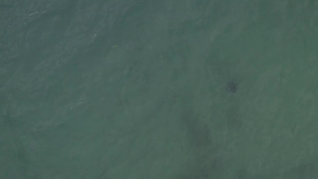 Aerial frame over Baja California Sur water with faint wave lines and a dark underwater animal silhouette near the top center, with no visible people.