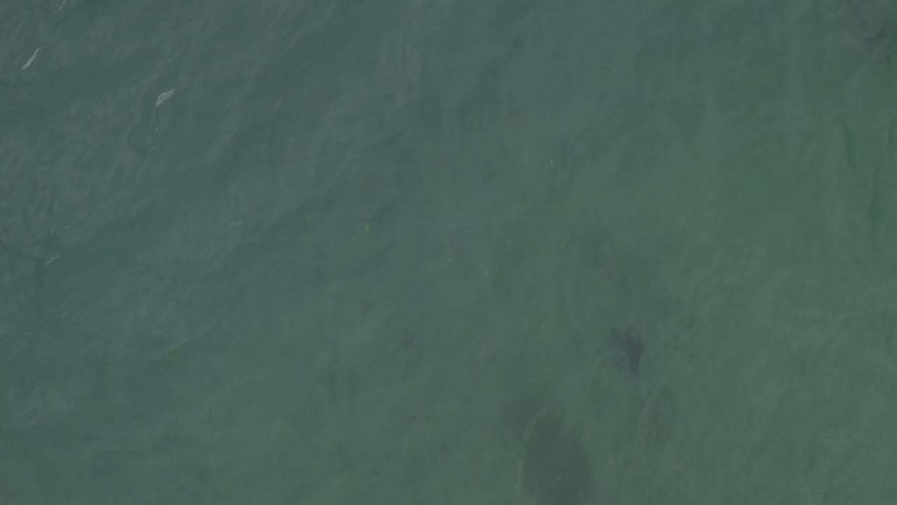 Top-down Baja California Sur ocean frame with a dark creature shape toward the upper right, pale surface streaks, and no visible people.