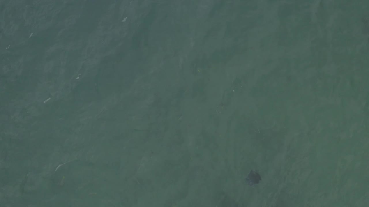 Overhead Baja California Sur water view with a darker underwater animal form near the lower left and soft ripples across the frame, with no visible people.
