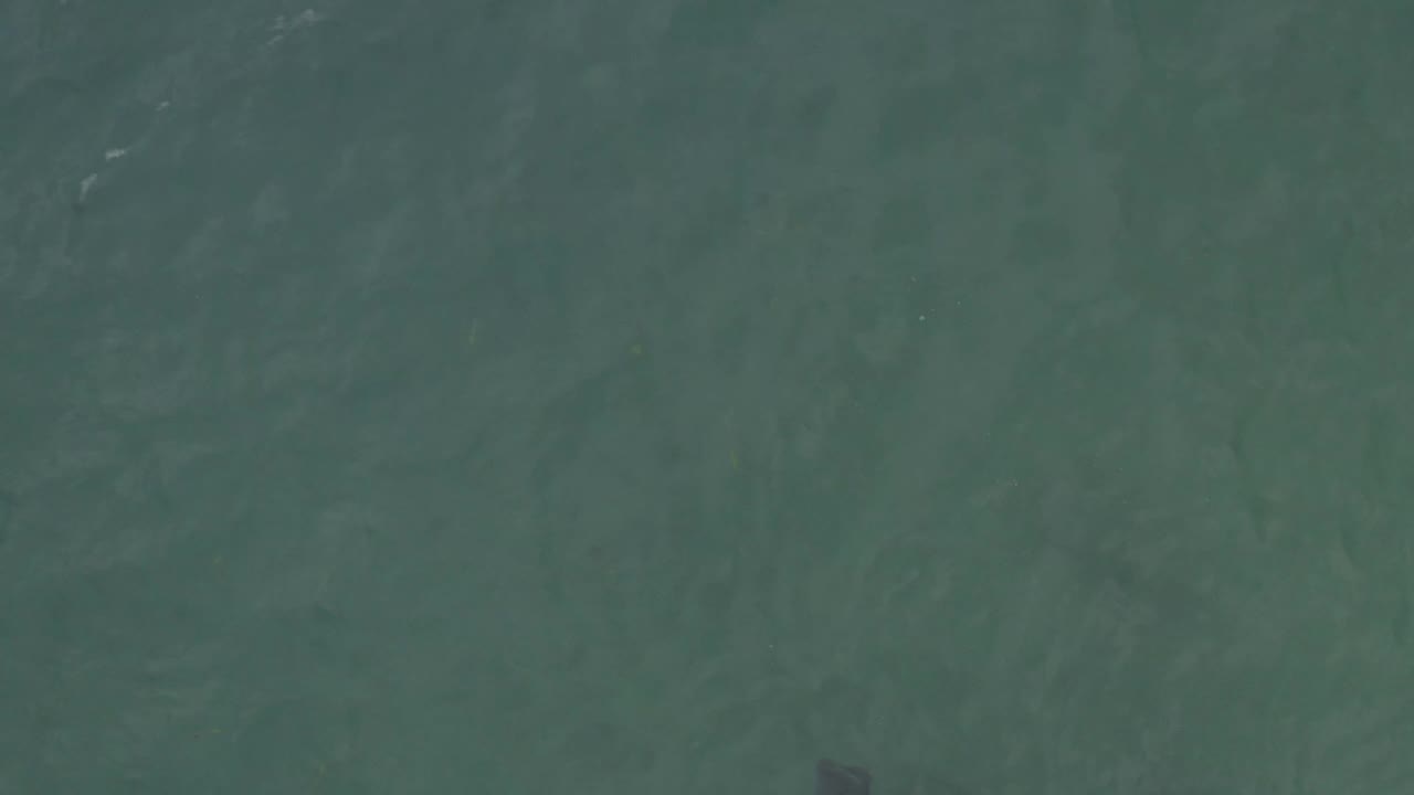 A small dark fish-like shape sits in the green-blue water of Baja California Sur, surrounded by faint ripples and no visible people.