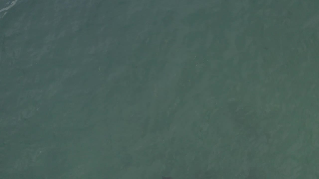 Overhead Baja California Sur water fills the frame, with a subtle dark shape near the surface and no visible people.
