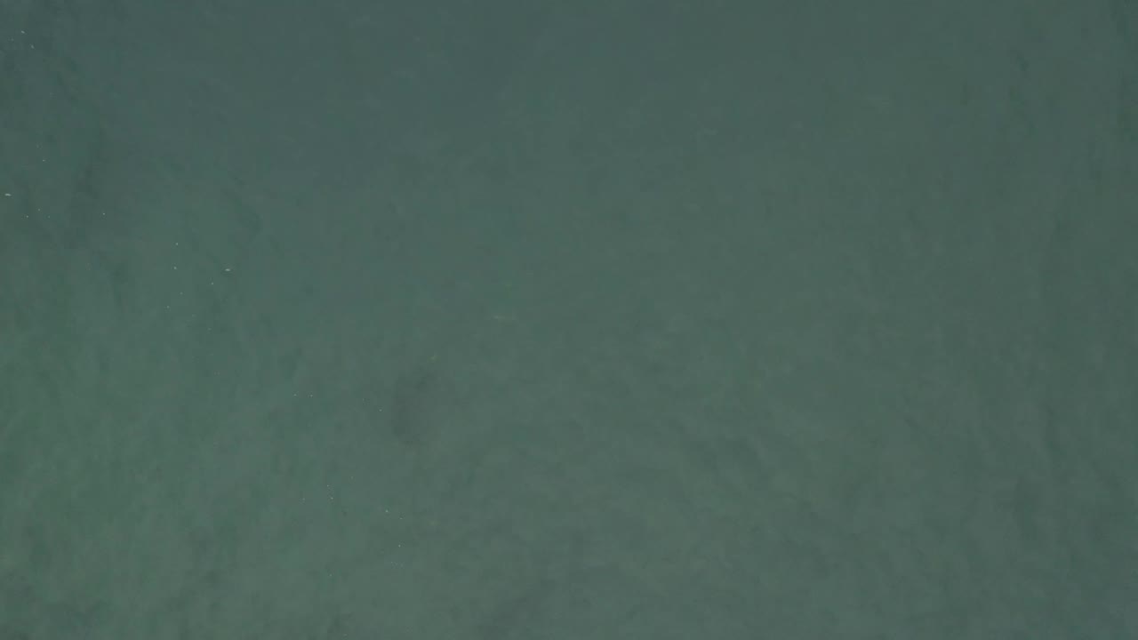 Overhead green water with soft darker shapes visible beneath the surface.