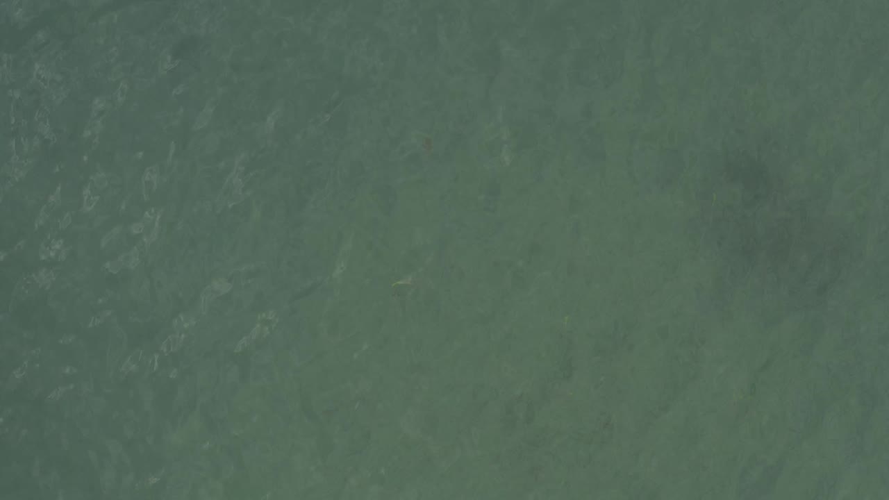 Muted green ocean surface fills the frame in Baja California Sur, Mexico, with slightly darker water bands and no visible people.