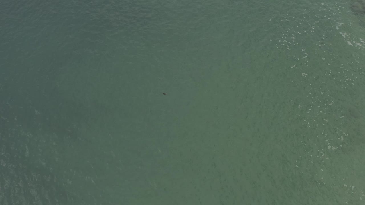 Overhead Baja California Sur sea surface with light ripple streaks, shallow-looking color variation, a tiny dark unidentified animal shape in the upper half, and no visible people.